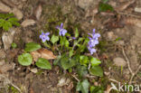 Common Dog-violet (Viola riviniana)