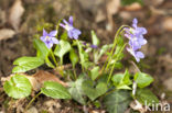 Bleeksporig bosviooltje (Viola riviniana)