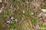 Common Dog-violet (Viola riviniana)