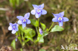 Bleeksporig bosviooltje (Viola riviniana)