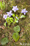 Bleeksporig bosviooltje (Viola riviniana)