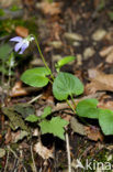 Bleeksporig bosviooltje (Viola riviniana)