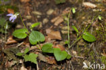 Bleeksporig bosviooltje (Viola riviniana)