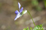 Bleeksporig bosviooltje (Viola riviniana)