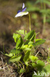 Bleeksporig bosviooltje (Viola riviniana)