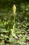 Pale-flowered Orchid (Orchis pallens)