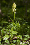 Bleke orchis (Orchis pallens)