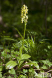 Pale-flowered Orchid (Orchis pallens)
