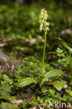Pale-flowered Orchid (Orchis pallens)