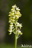 Pale-flowered Orchid (Orchis pallens)