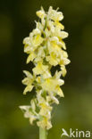 Pale-flowered Orchid (Orchis pallens)