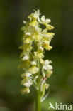 Pale-flowered Orchid (Orchis pallens)
