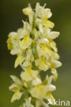 Pale-flowered Orchid (Orchis pallens)