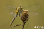 Bloedrode heidelibel (Sympetrum sanguineum)