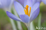 Early Crocus (Crocus tommasinianus)