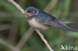 Barn Swallow (Hirundo rustica)