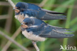 Boerenzwaluw (Hirundo rustica) 