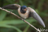 Barn Swallow (Hirundo rustica)