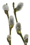 Pussy Willow