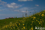 Buttercup (Ranunculus)