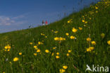 Buttercup (Ranunculus)