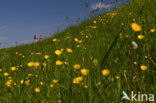 Buttercup (Ranunculus)