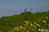 Buttercup (Ranunculus)