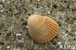 Lamarck’s Cockle (Cerastoderma lamarcki)