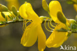 Broom (Cytisus scoparius)