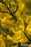 Broom (Cytisus scoparius)