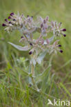 Bruin Monnikskruid (Nonea pulla)