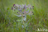 Monkswort (Nonea pulla)