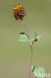 Brown Clover (Trifolium badium)