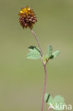 Bruine Alpenklaver (Trifolium badium)