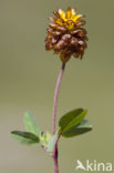 Bruine Alpenklaver (Trifolium badium)