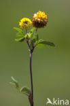 Bruine Alpenklaver (Trifolium badium)