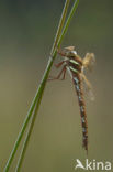 Bruine glazenmaker (Aeshna grandis)