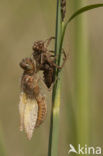 Bruine korenbout (Libellula fulva) 