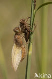 Bruine korenbout (Libellula fulva) 