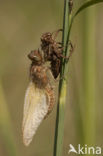 Bruine korenbout (Libellula fulva) 