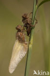 Bruine korenbout (Libellula fulva) 