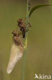 Bruine korenbout (Libellula fulva) 