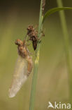 Bruine korenbout (Libellula fulva) 