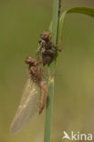 Bruine korenbout (Libellula fulva) 