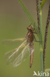 Bruine korenbout (Libellula fulva) 