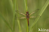 Bruine korenbout (Libellula fulva) 