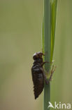 Scarce Chaser (Libellula fulva)