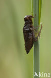 Bruine korenbout (Libellula fulva) 