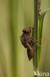 Bruine korenbout (Libellula fulva) 