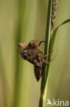 Bruine korenbout (Libellula fulva) 